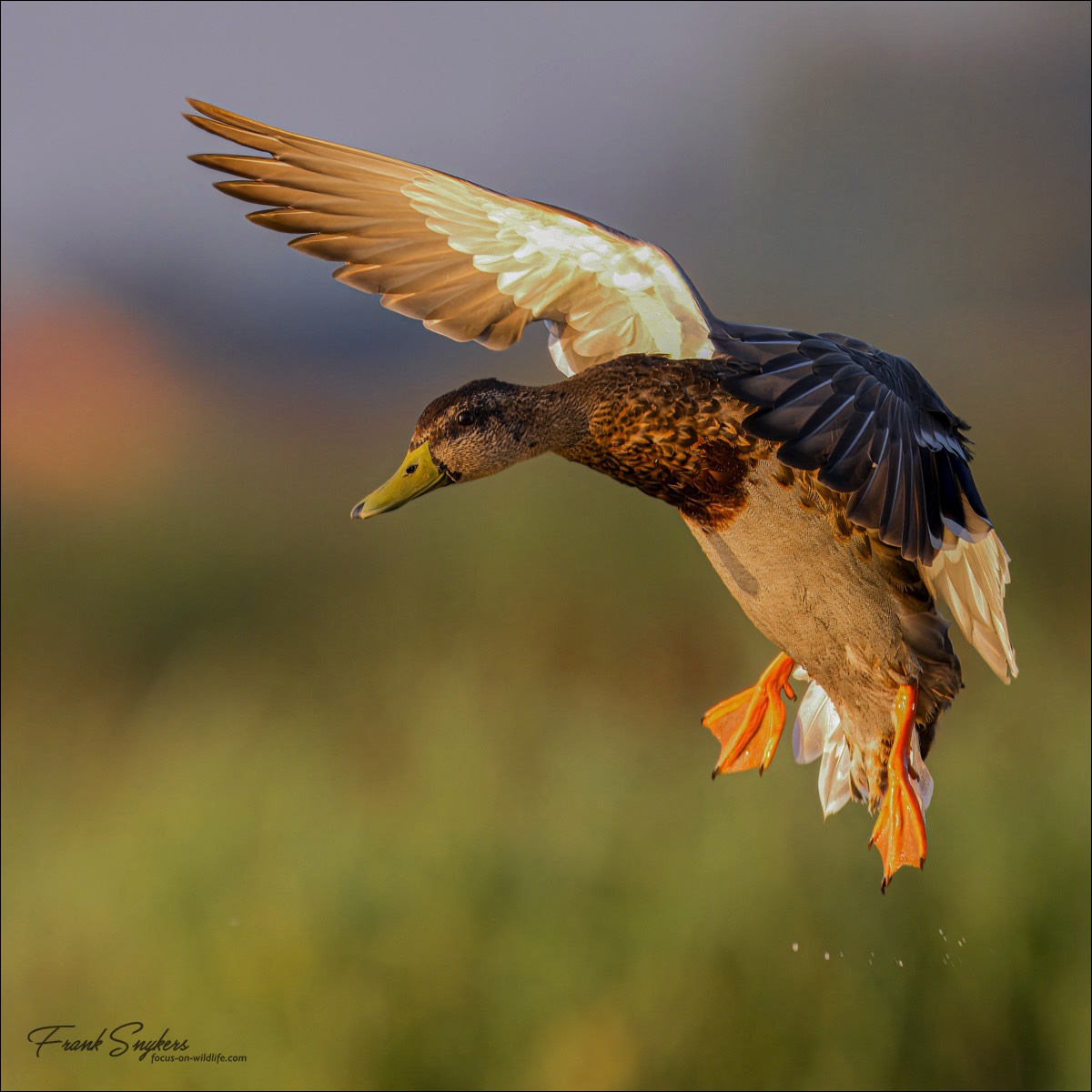 Mallard (Wilde Eend) - Uitkerkse polders (Belgium) - 02/09/24