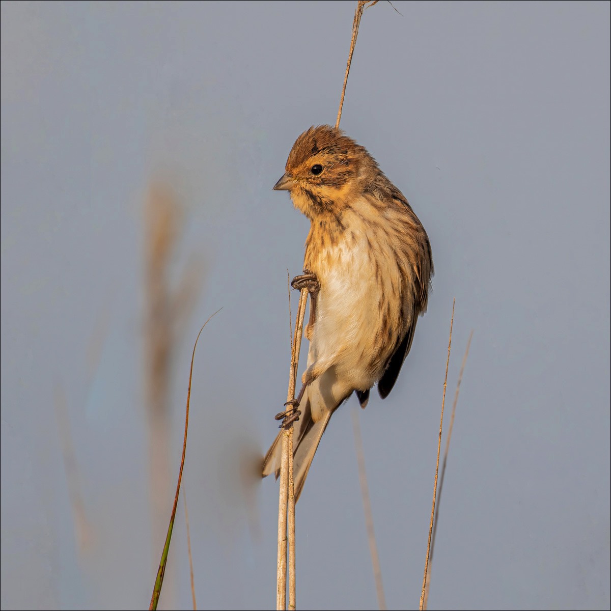 Reed Bunting (Rietgors) - Uitkerkse Polders (Belgium) - 13/09/23
