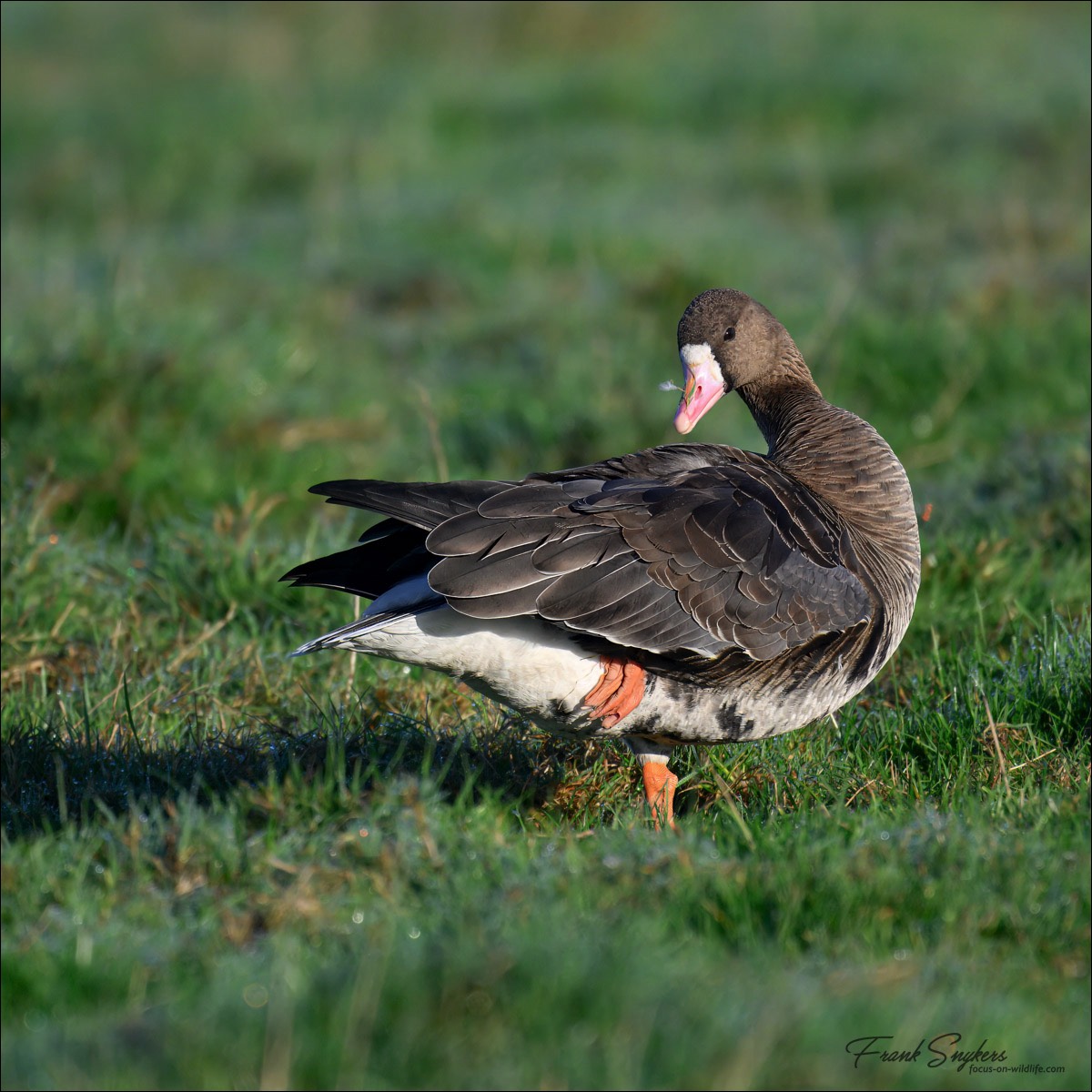 Greater White-fronted Goose (Kolgans) - Uitkerkse polders (Belgium) - 26/10/24