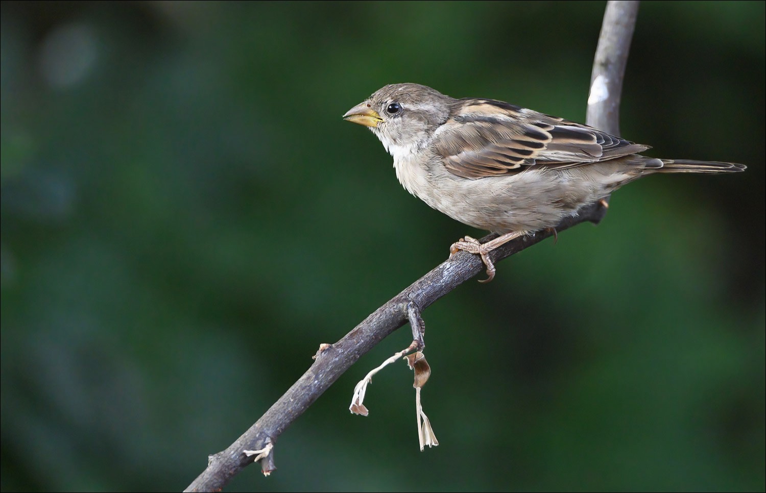 House Sparrow (Huismus) - Wenduine (Belgium) - 25/08/22