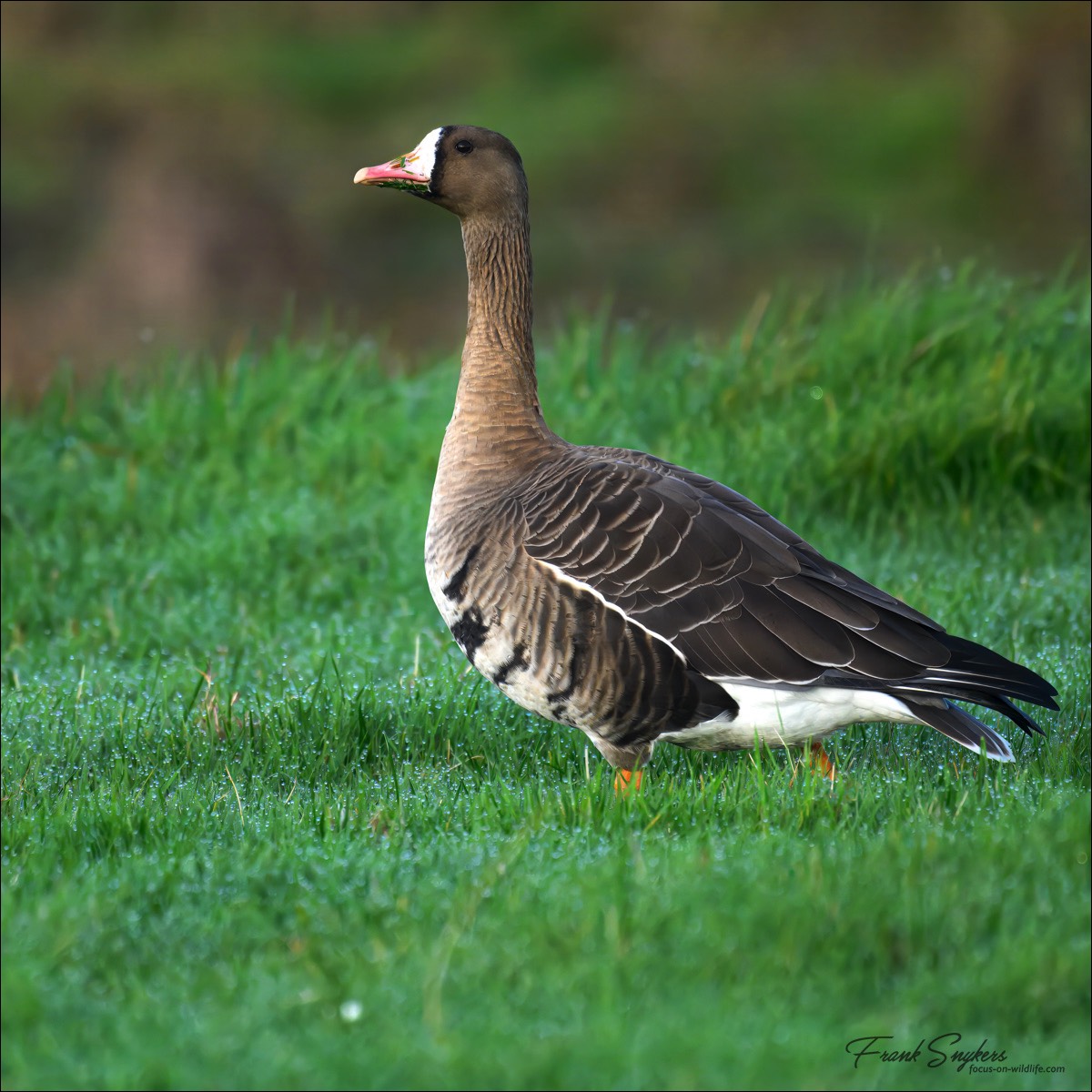 Greater White-fronted Goose (Kolgans) - Uitkerkse polders (Belgium) - 26/10/24