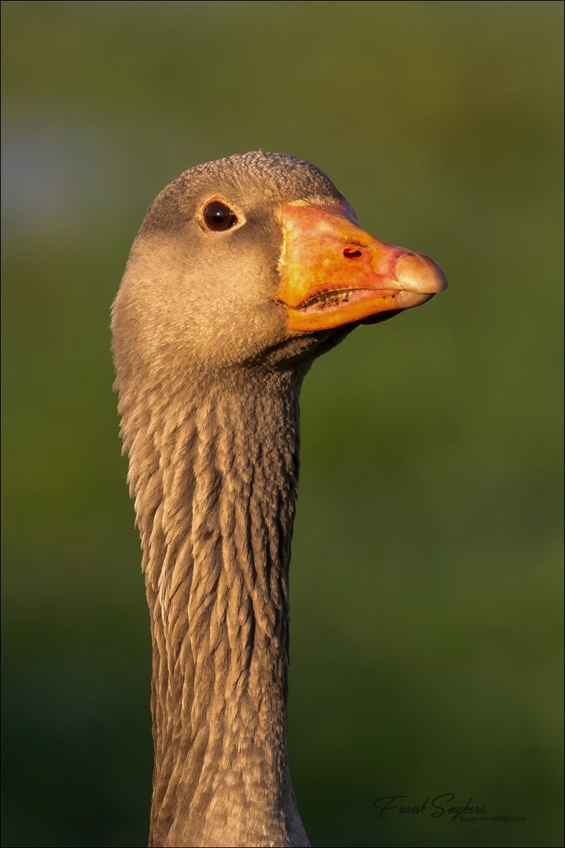 Greylag Goose (Grauwe Gans) - Uitkerkse Polders (Belgium) - 14/03/24