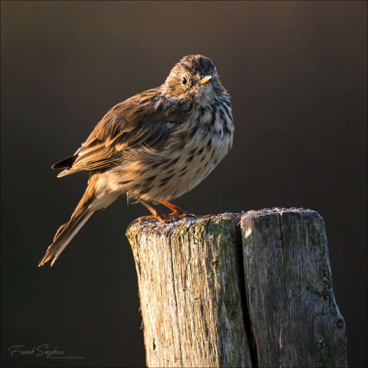 Meadow Pipit (Graspieper) - Uitkerkse polders (Belgium) - 03/09/24