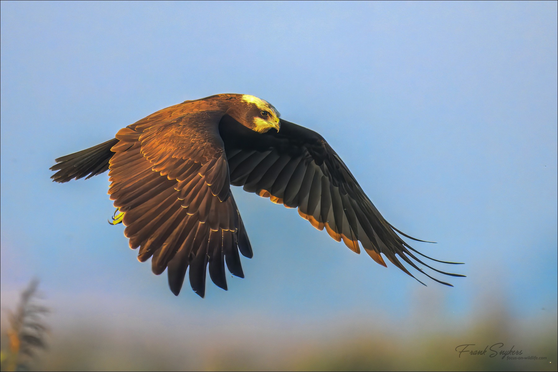 Western Marsh Harrier (Bruine Kiekendief) - Uitkerkse polders (Belgium) - 22/09/24