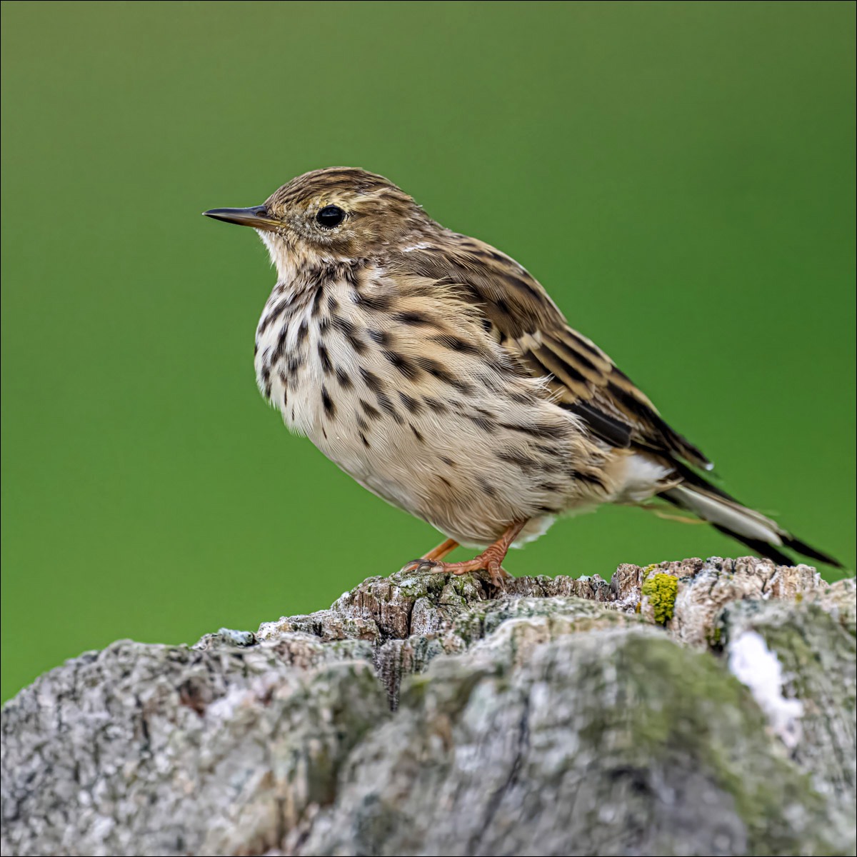 Meadow Pipit (Graspieper) - Uitkerkse Polders (Belgium) - 02/09/23