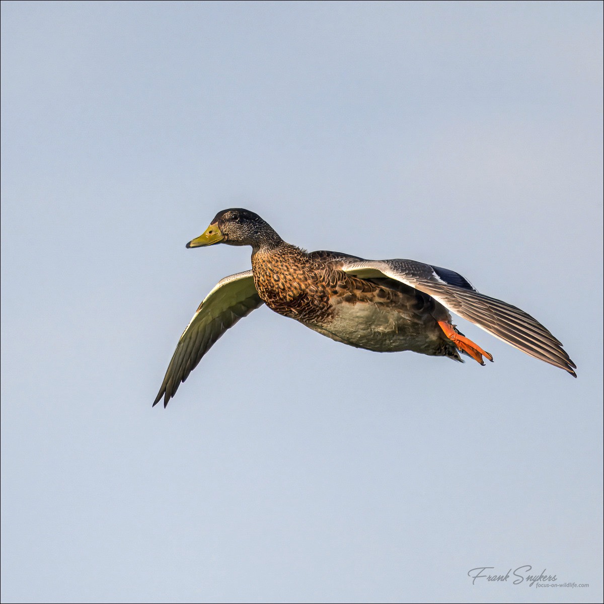 Mallard (Wilde Eend) - Uitkerkse polders (Belgium) - 30/08/24