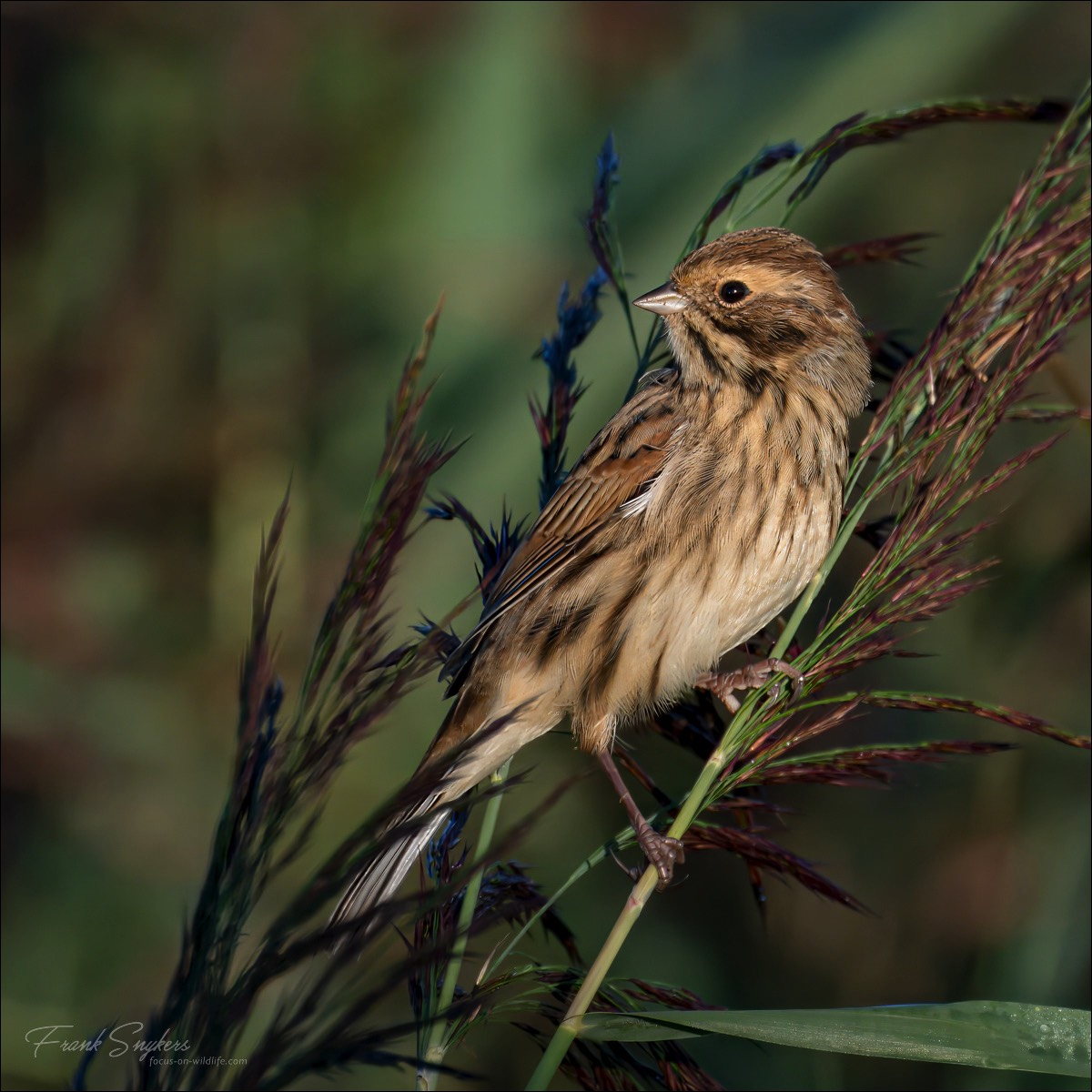 Common Reed Bunbting (Rietgors) - Uitkerkse polders (Belgium) - 09/09/24