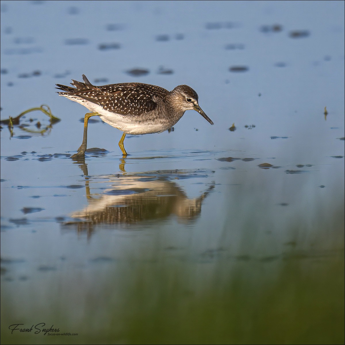 Wood Sandpiper (Bosruiter) - Uitkerkse polders (Belgium) - 25/08/24