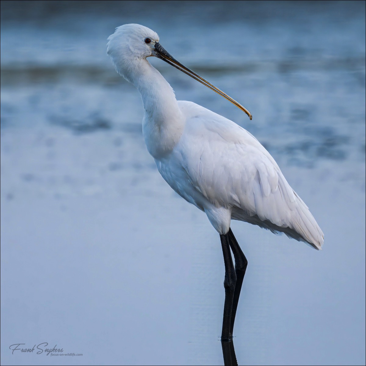 Eurasian Spoonbill (Lepelaar) - Uitkerkse polders (Belgium) - 22/08/24