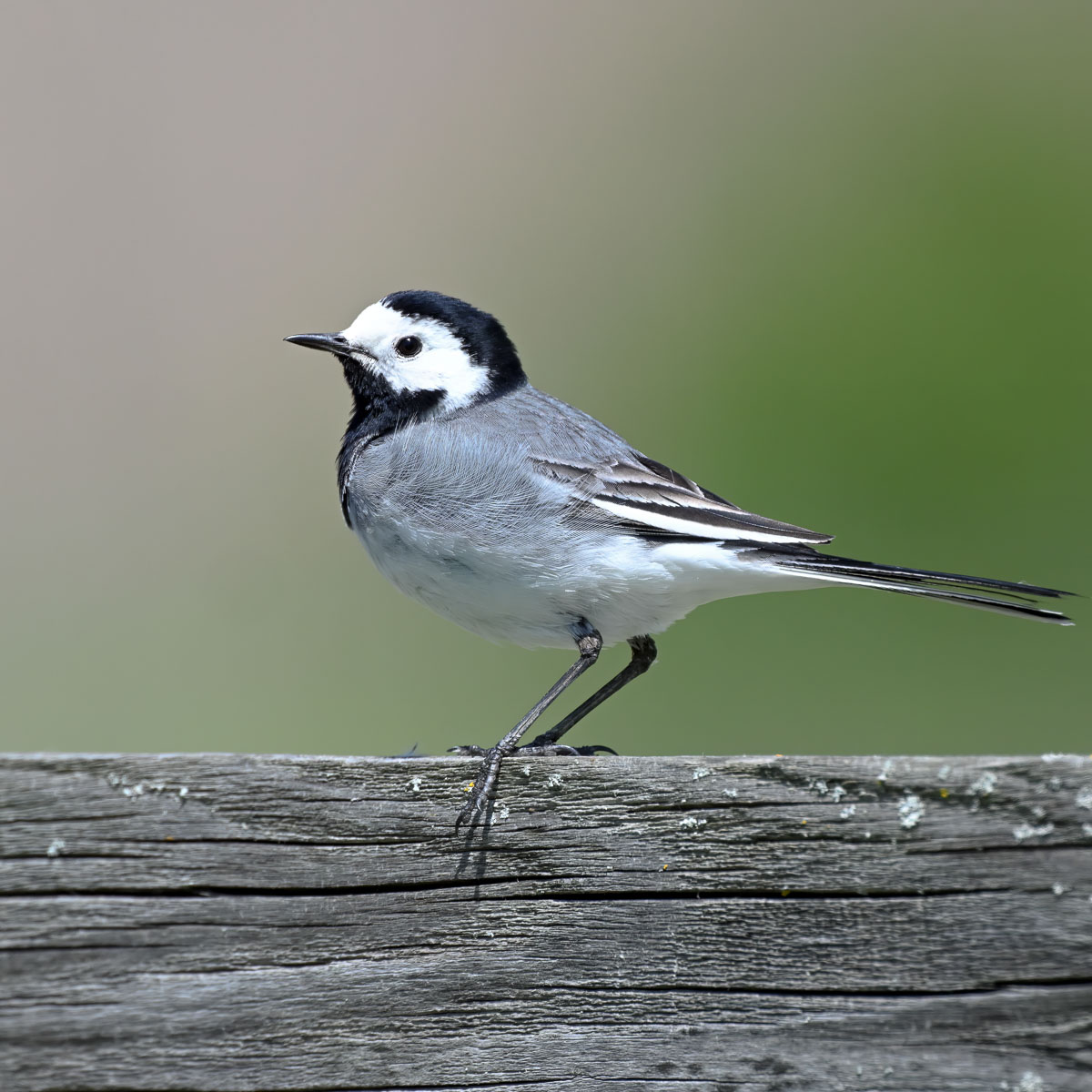 White Wagtail (Witte Kwikstaart)