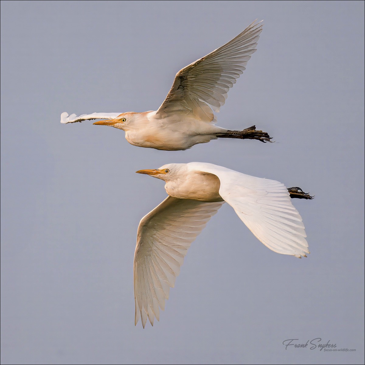 Western Cattle Egret (Koereiger)