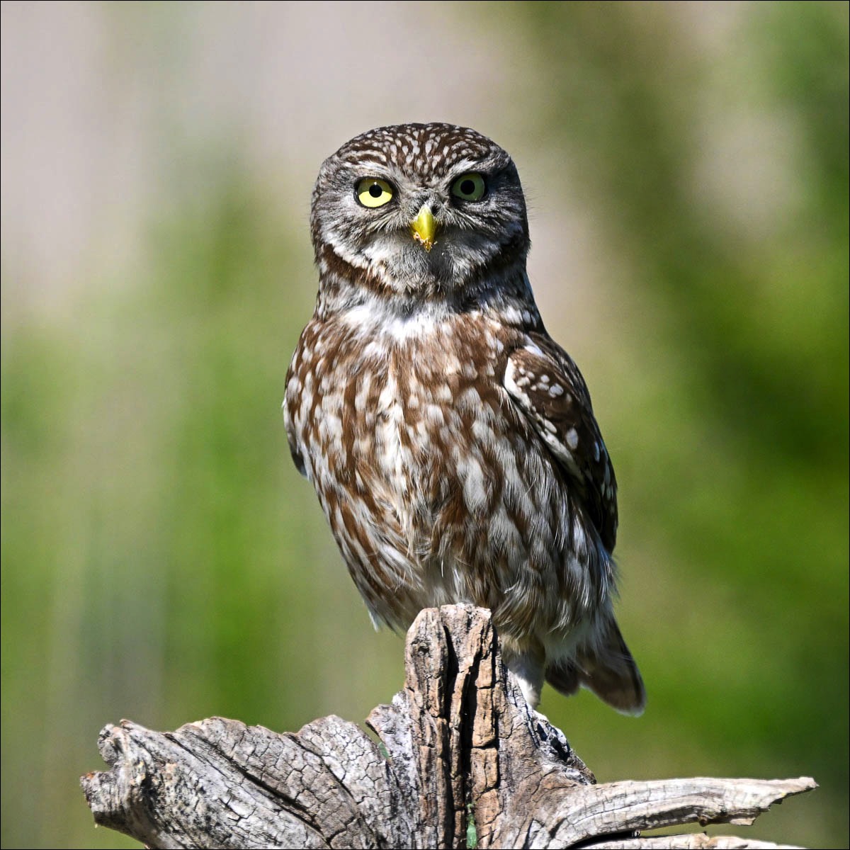 Little Owl (Steenuil)