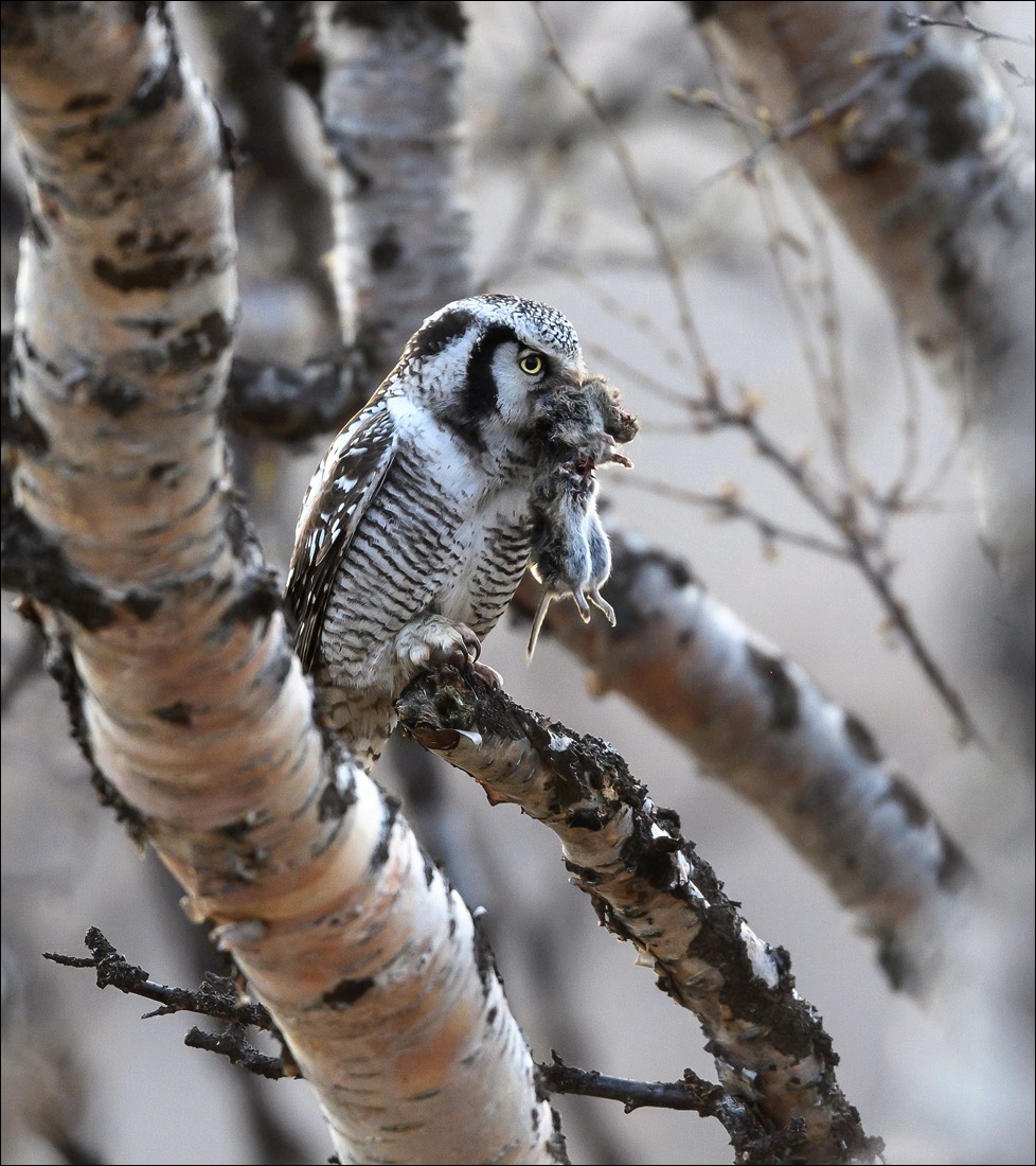 Northern Hawk-owl (Sperweruil)
