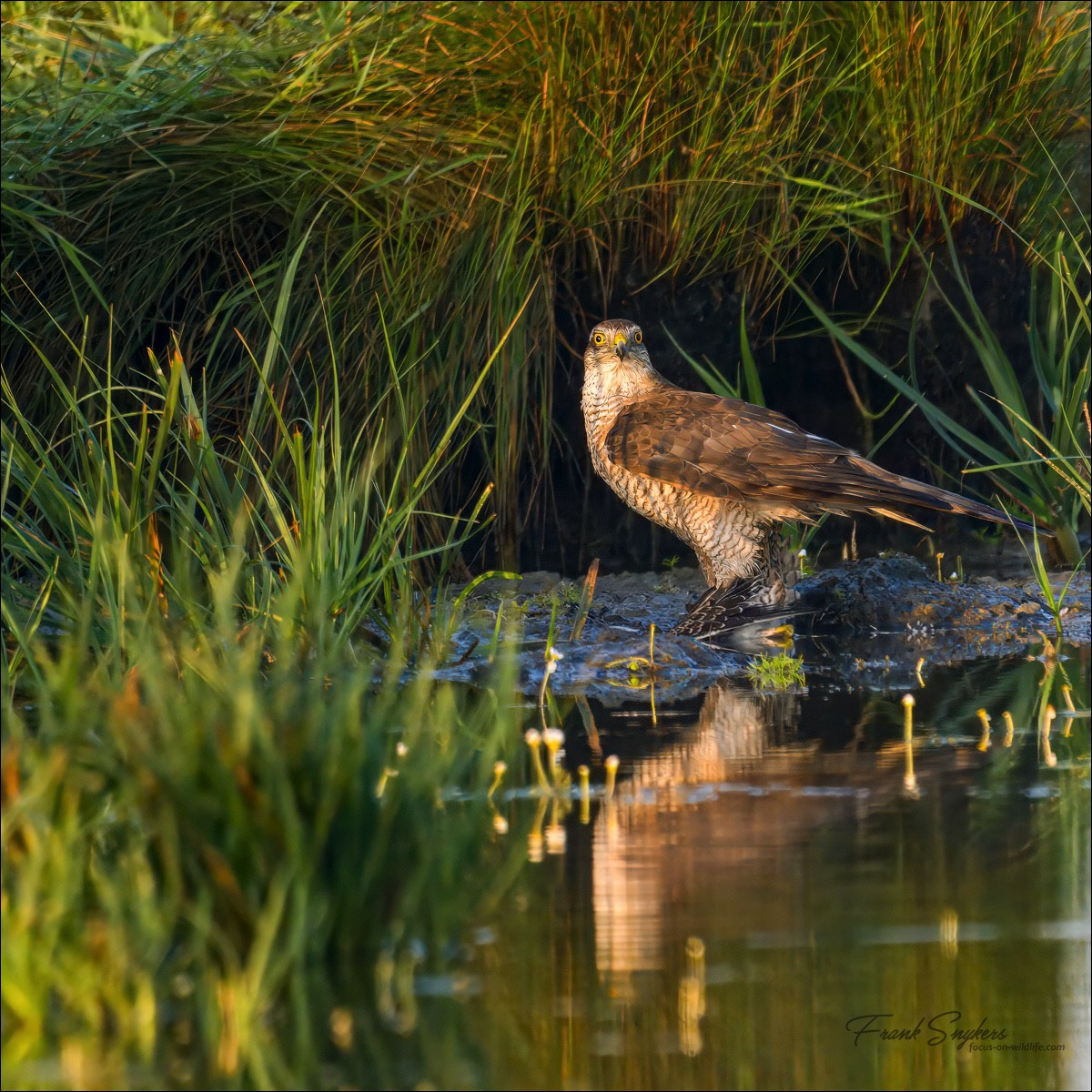 Eurasian Sparrowhawk (Sperwer)