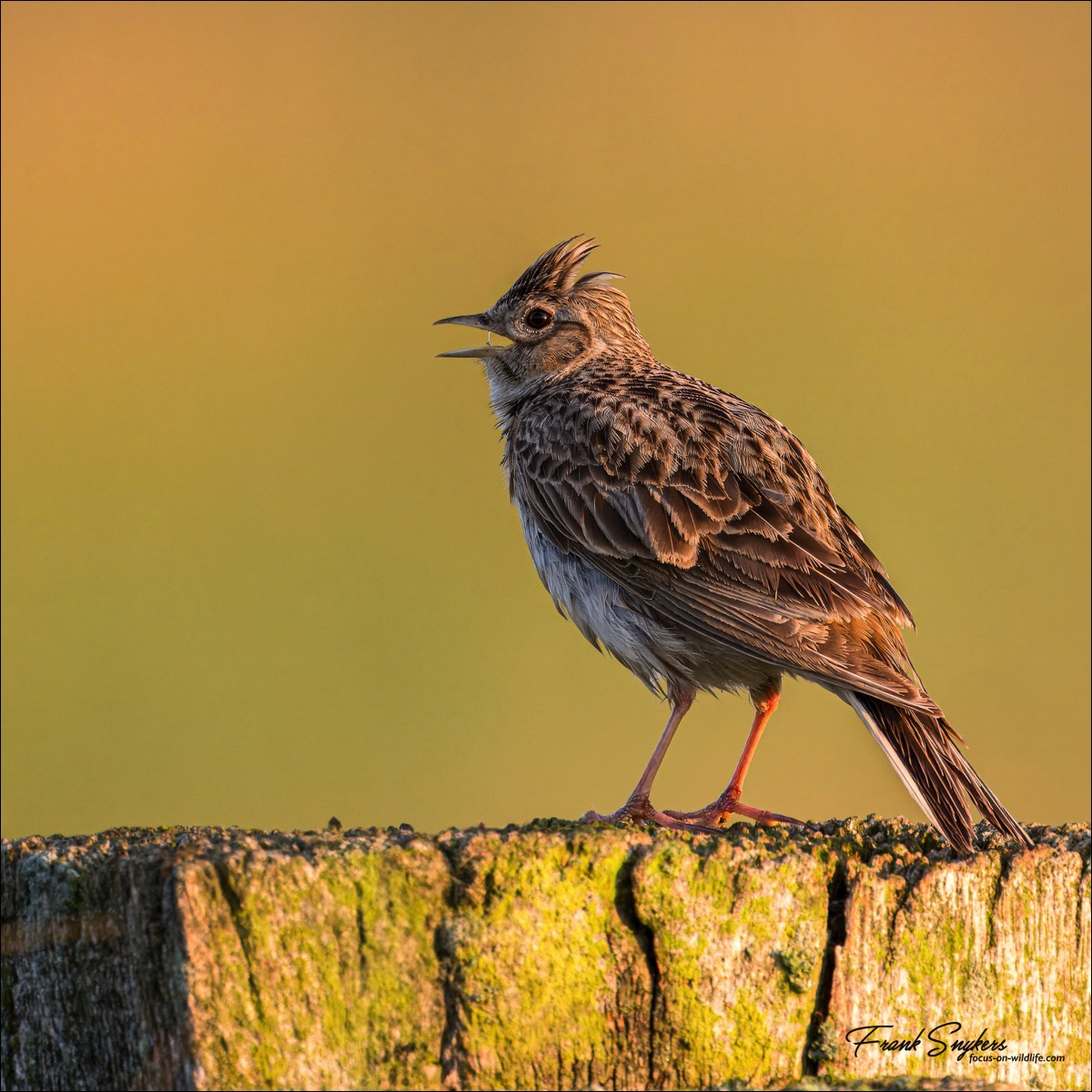 Eurasian Skylark (Veldleeuwerik)