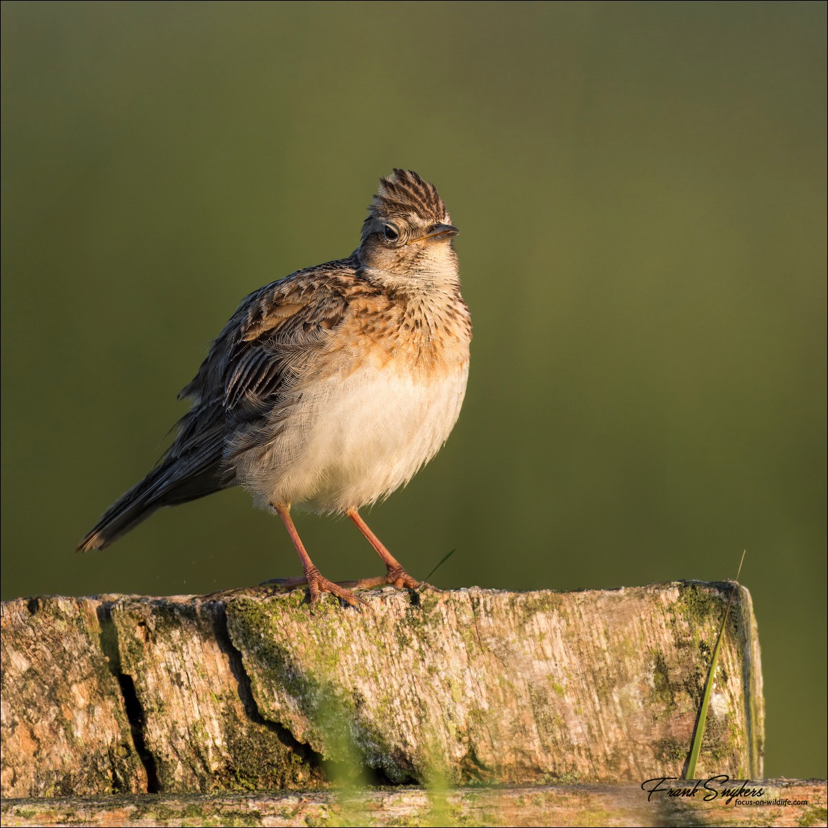 Eurasian Skylark (Veldleeuwerik)