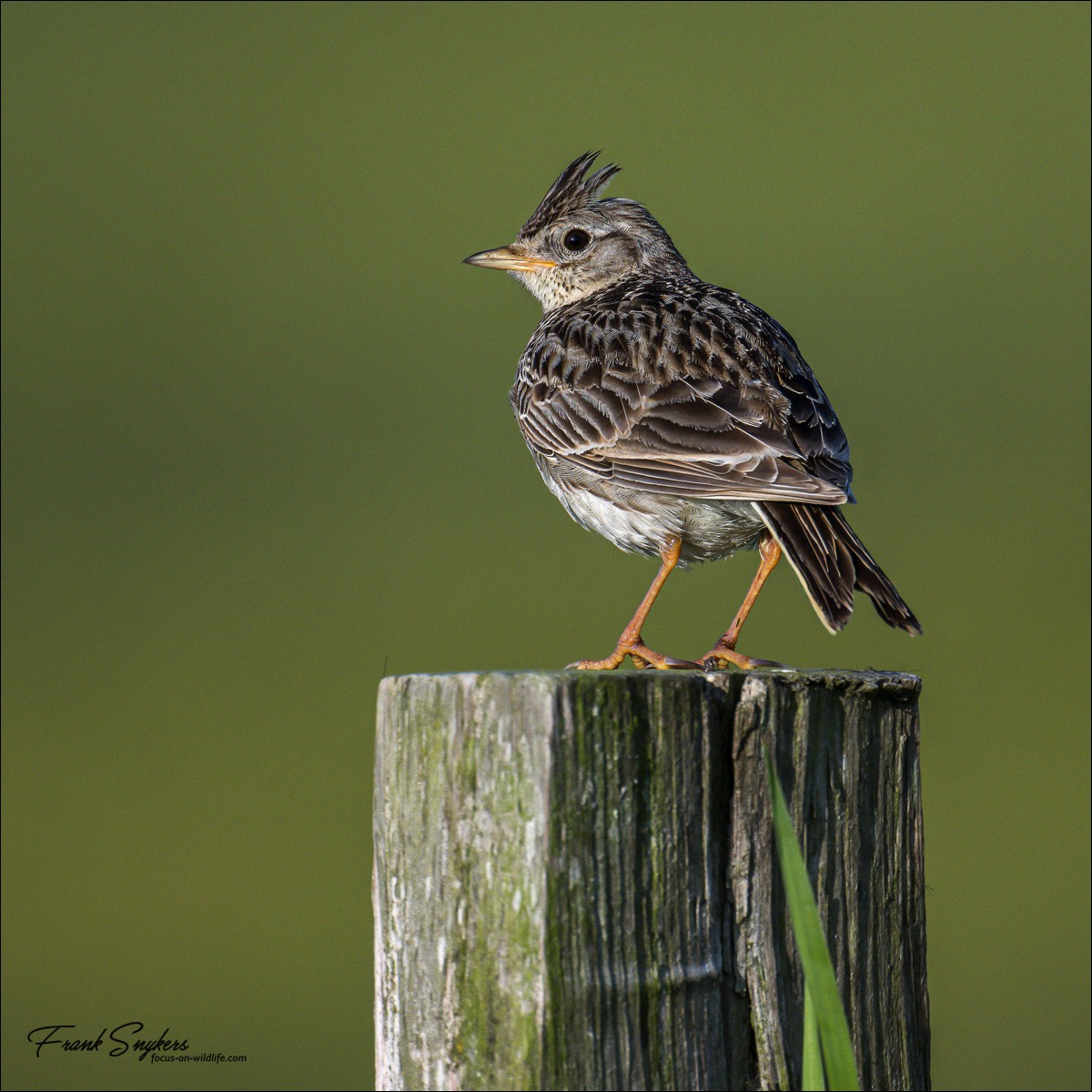 Eurasian Skylark (Veldleeuwerik)