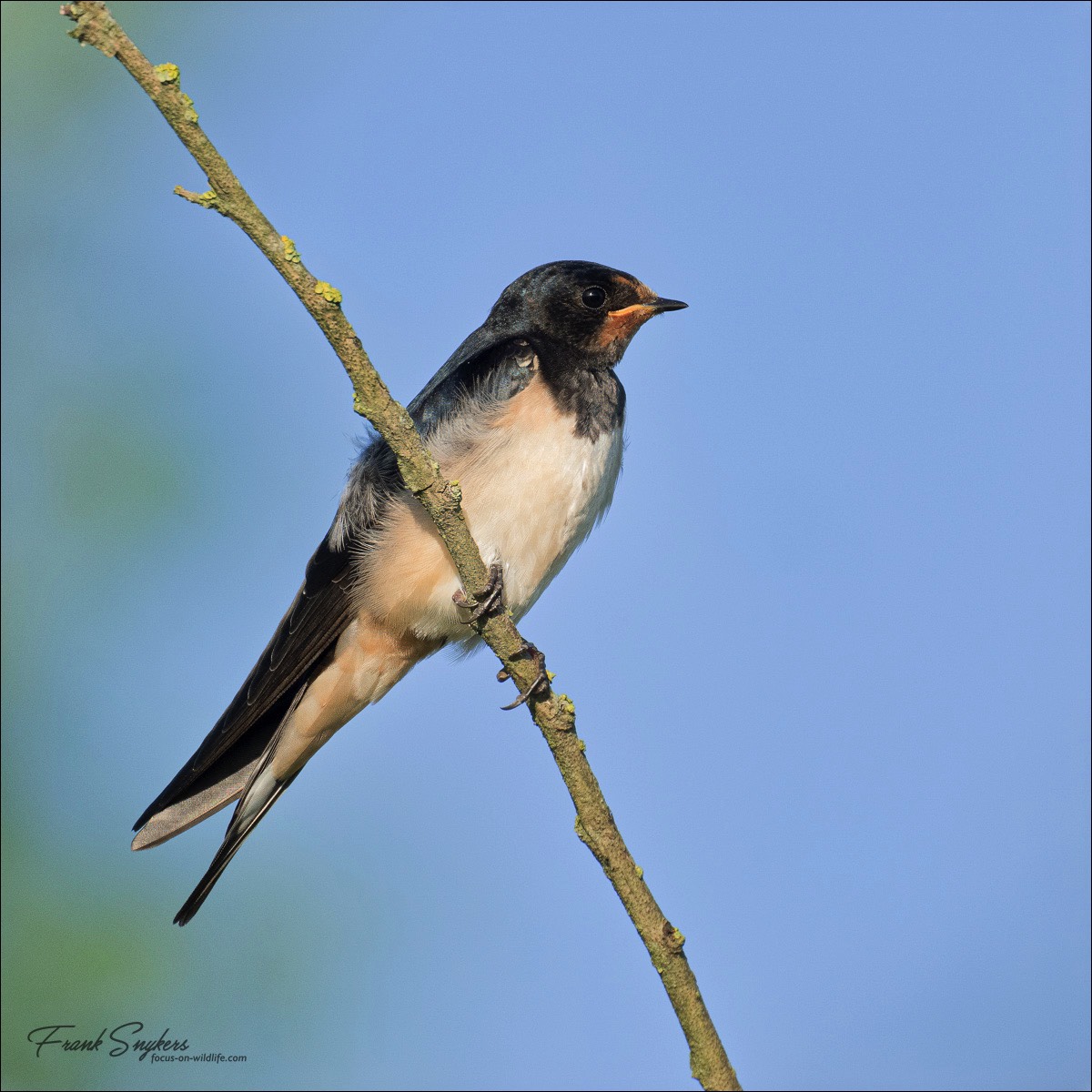 Barn Swallow (Boerenzwaluw)