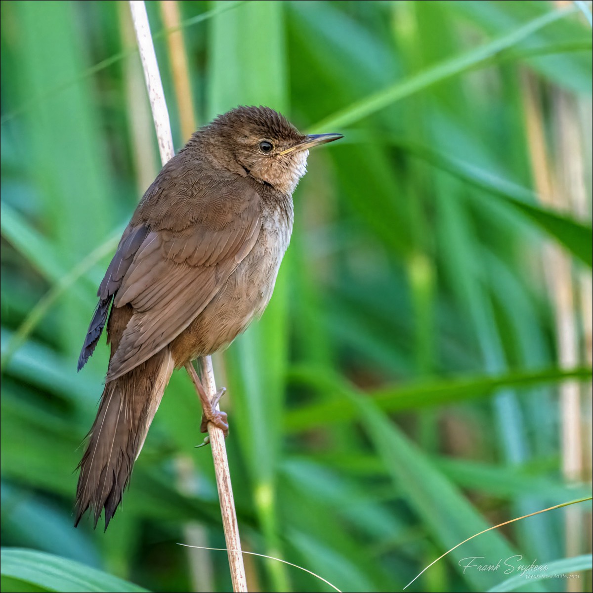 Savis Warbler (Snor)