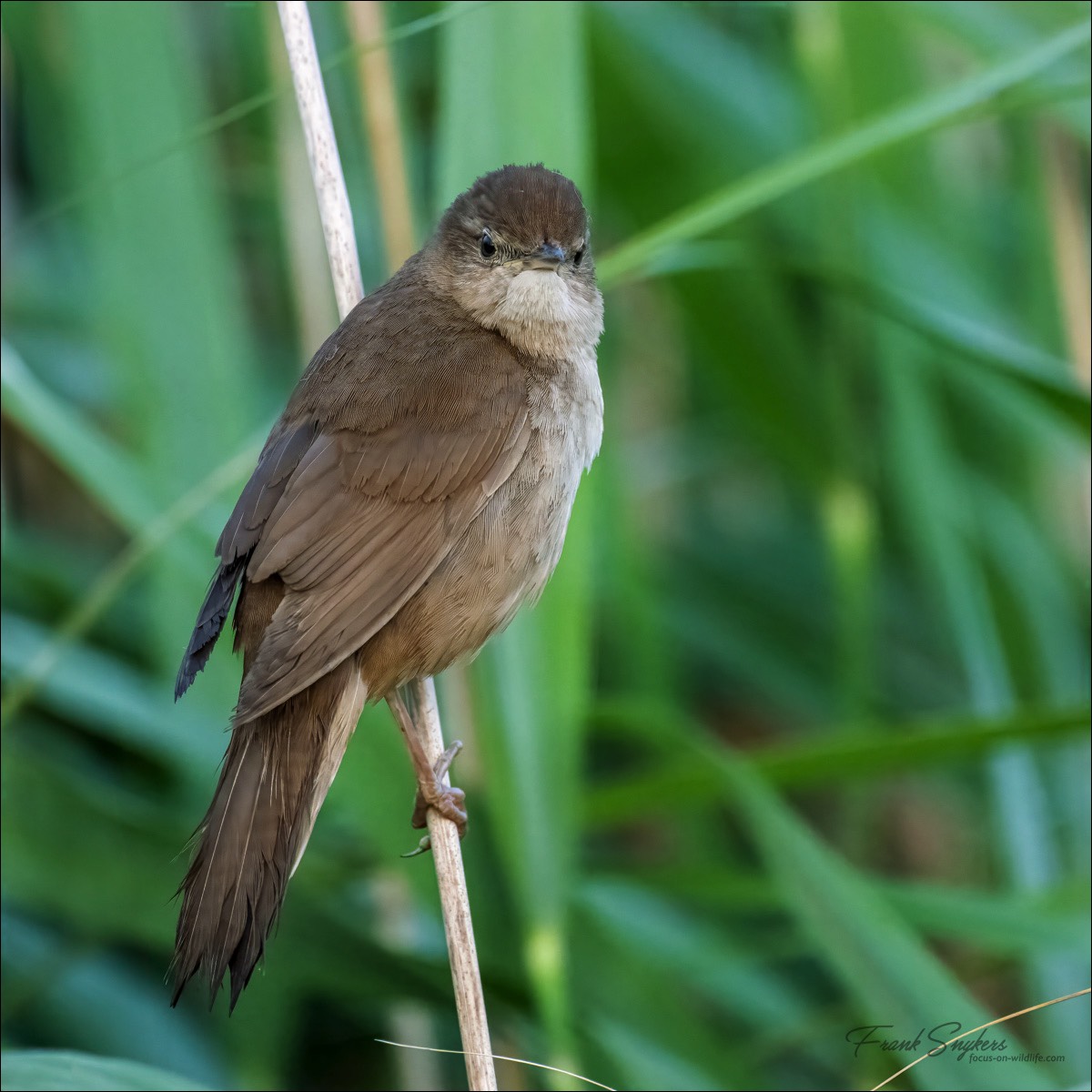 Savis Warbler (Snor)