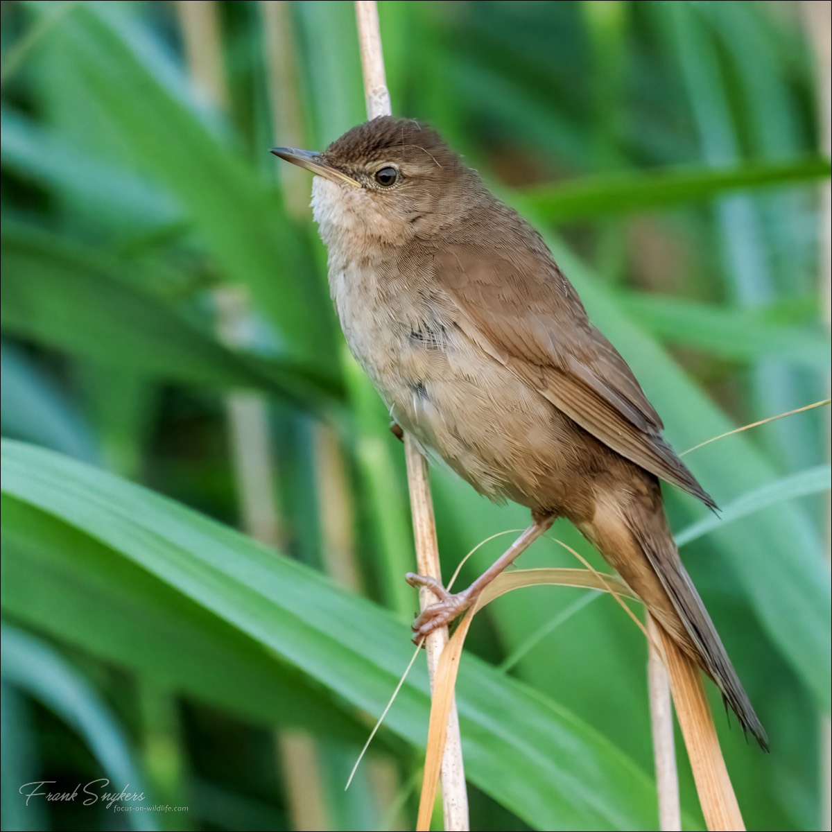 Savis Warbler (Snor)