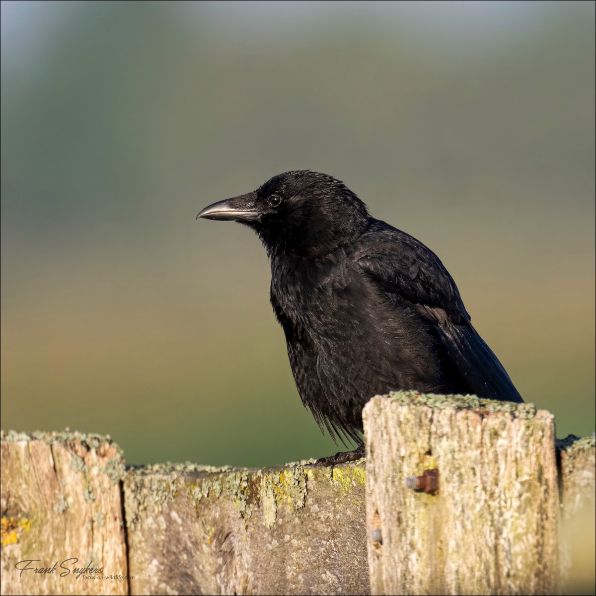 Carrion Crow (Zwarte Kraai)