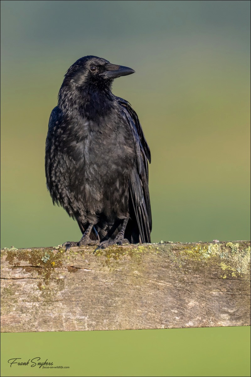 Carrion Crow (Zwarte Kraai)