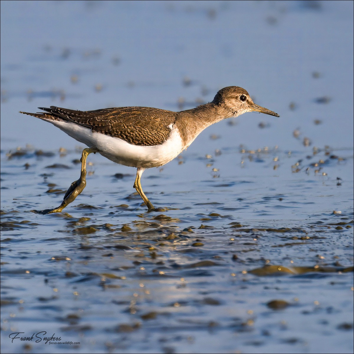 Common Sandpiper (Oeverloper)