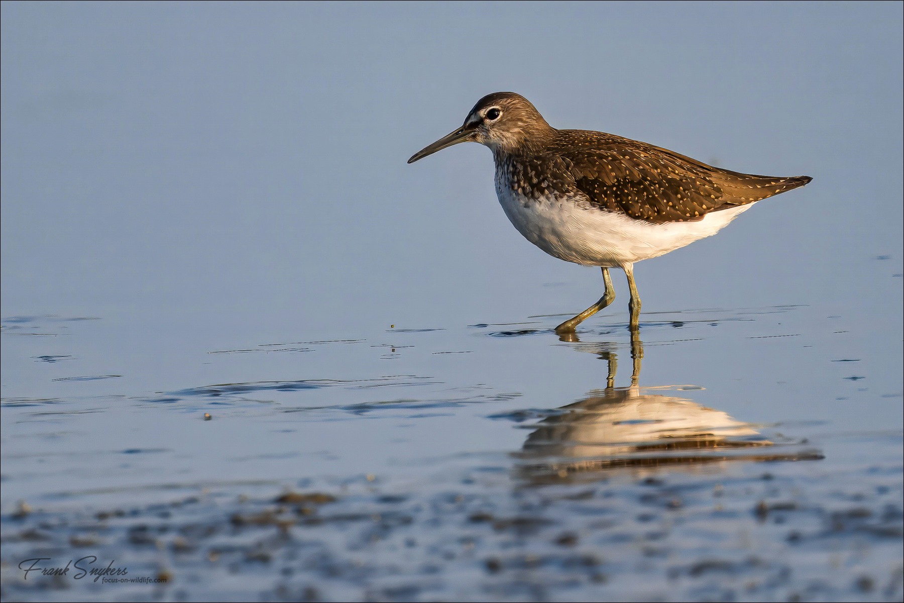 Green Sandpiper (Witgat)