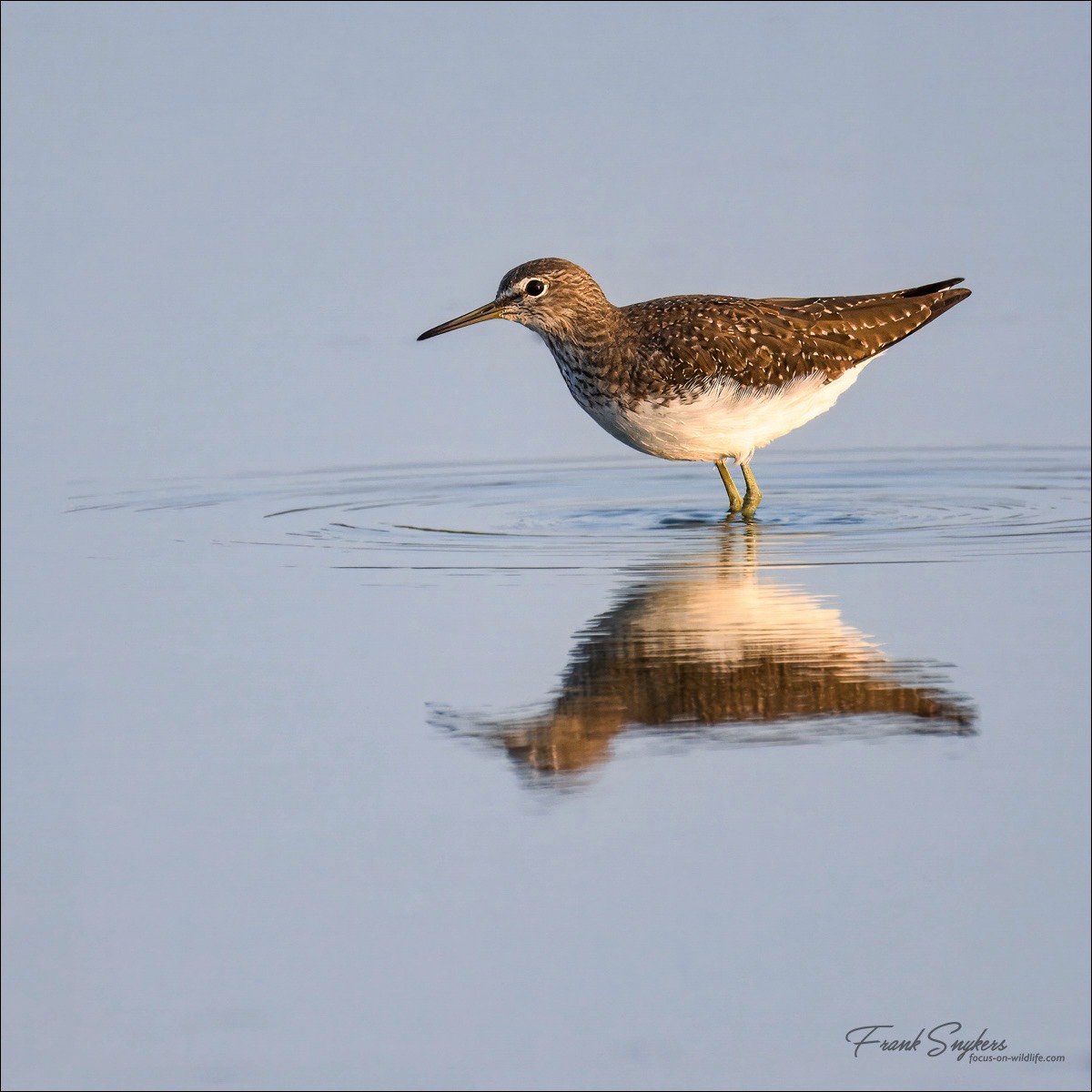 Green Sandpiper (Witgat)