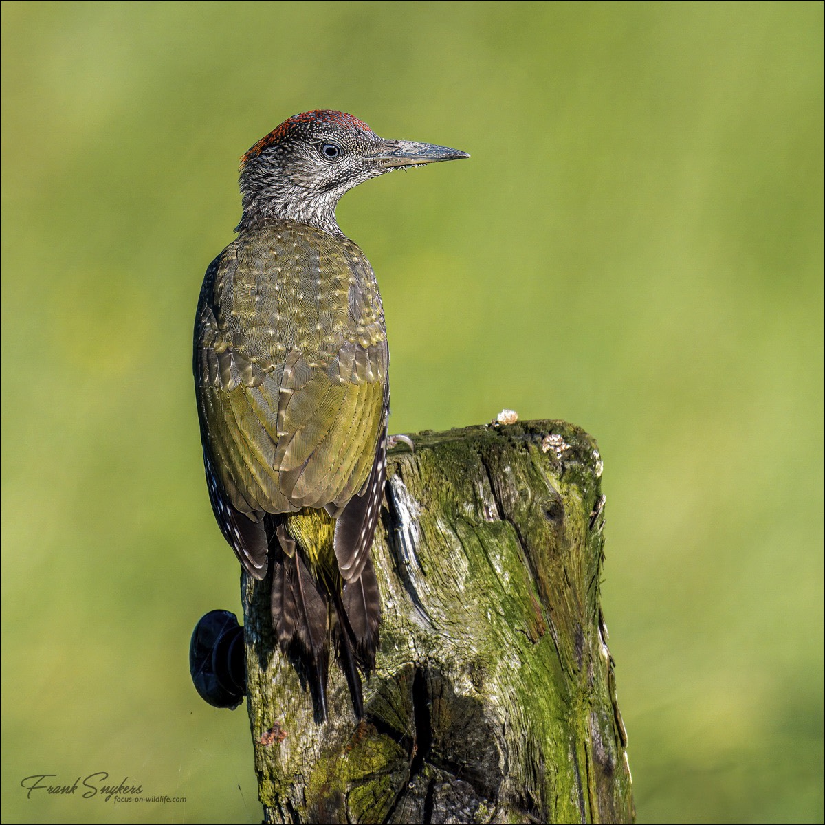 European Green Woodpecker (Groense Specht)