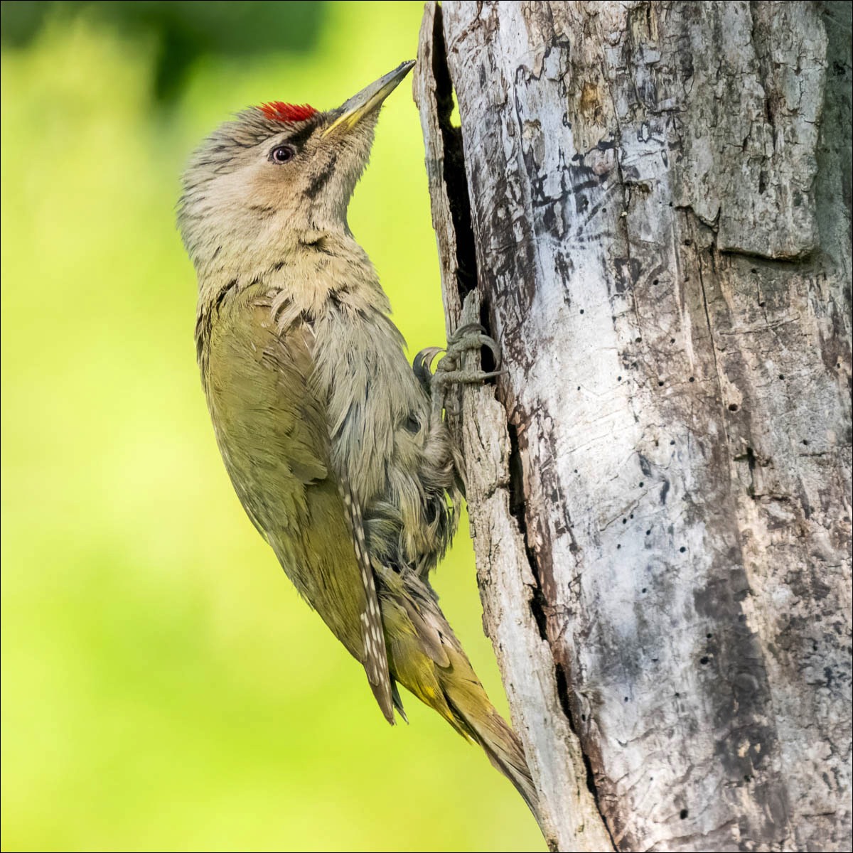 Grey-headed Woodpecker (Grijskopspecht)