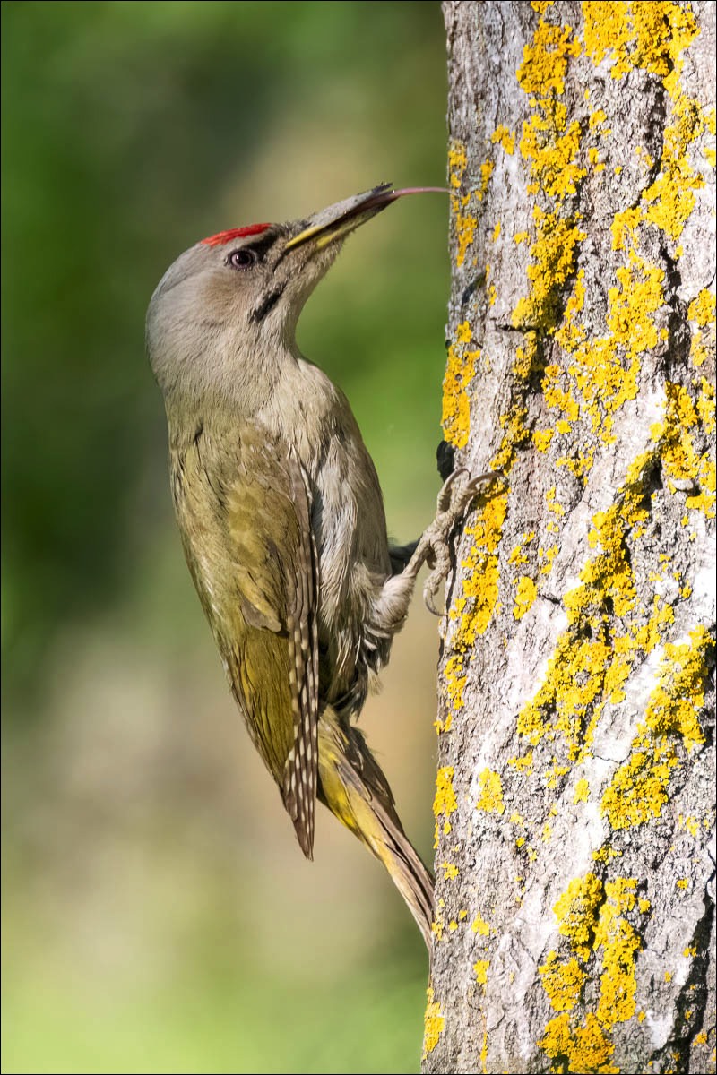 Grey-headed Woodpecker (Grijskopspecht)
