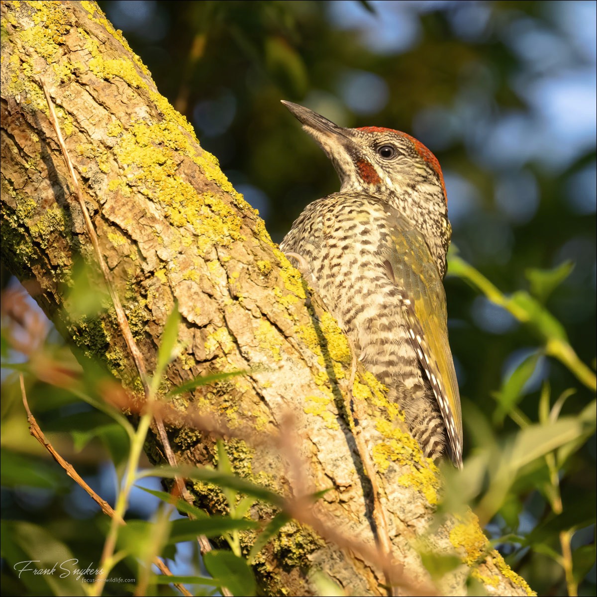 European Green Woodpecker (Groene Specht)