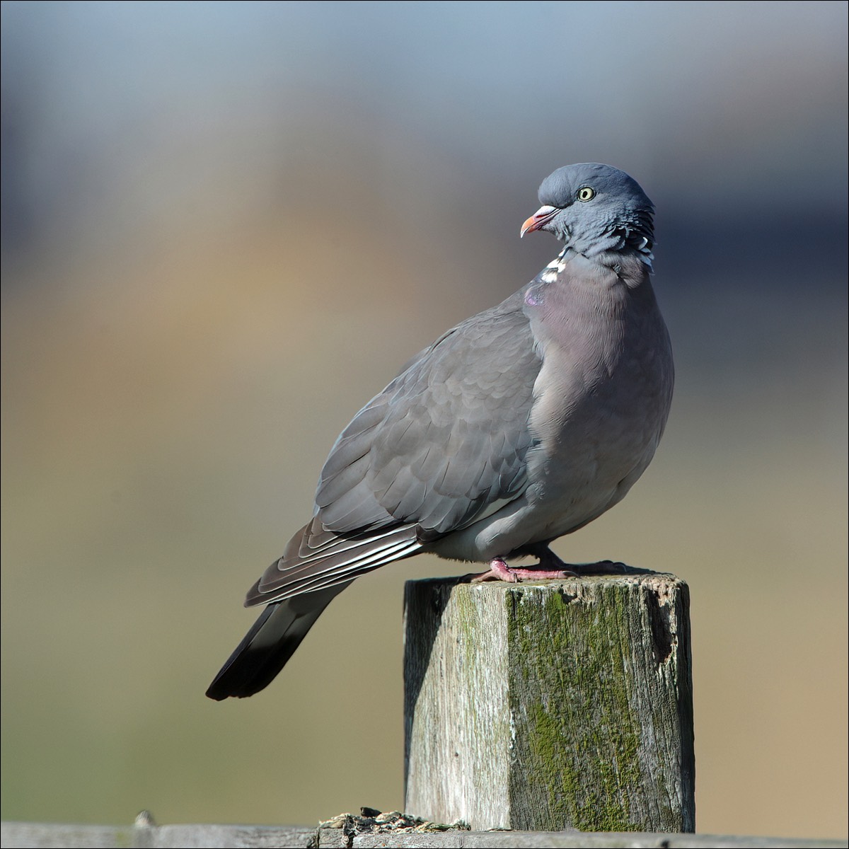 Wood Pigeon (Houtduif)