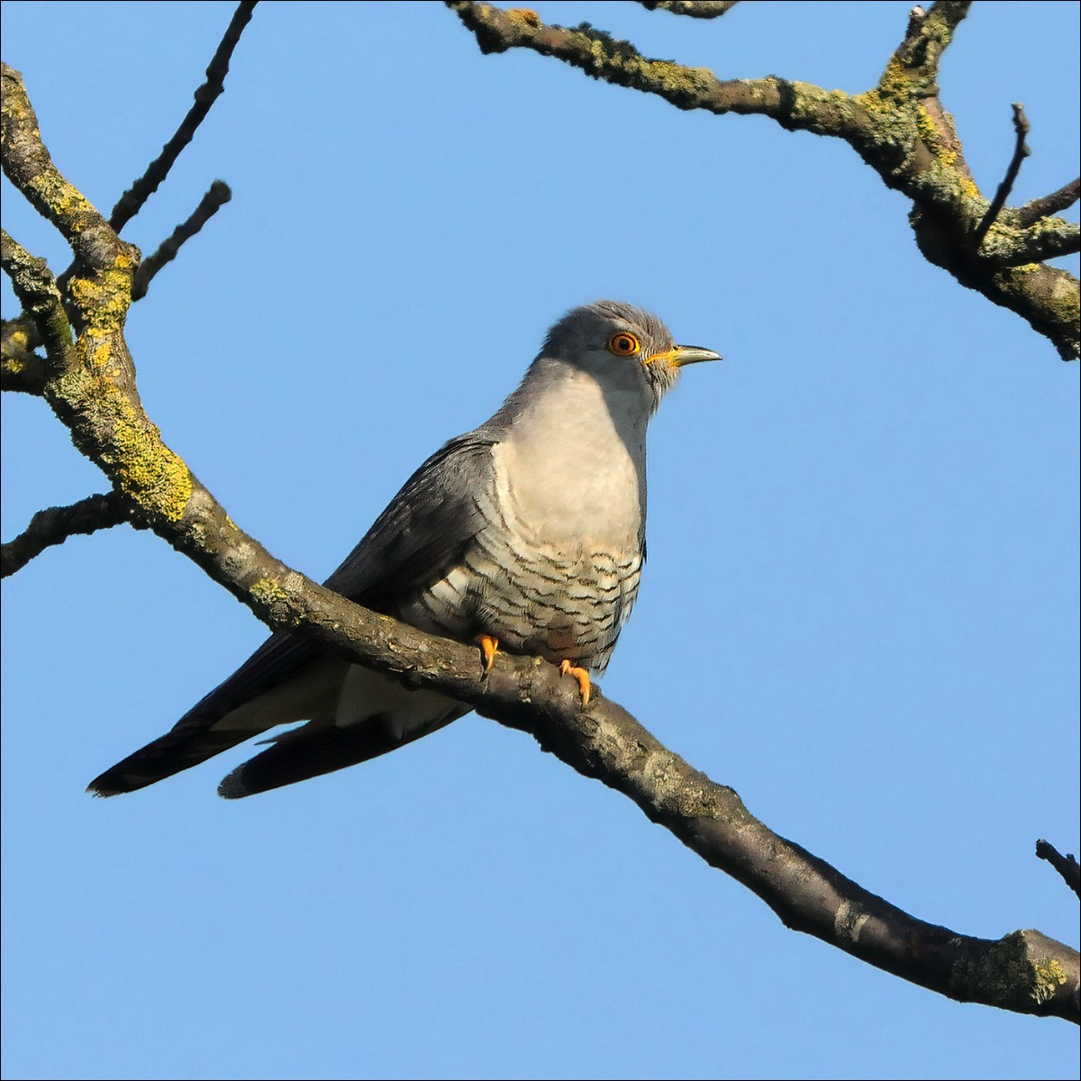 Cuckoo (Koekoek)