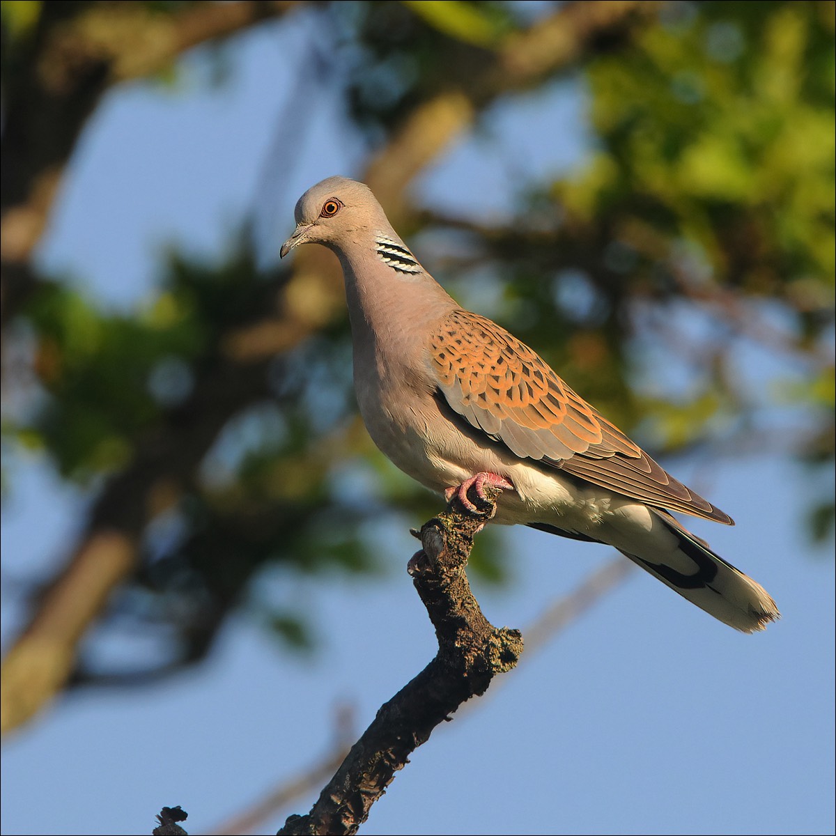 Turtle Dove (Zomertortel)