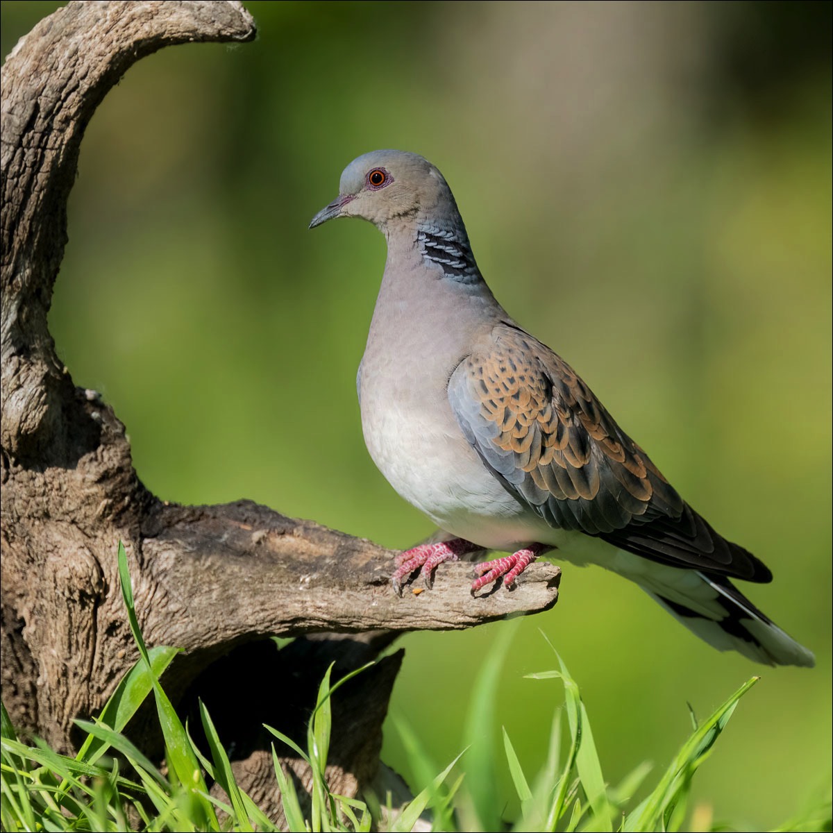 European Turtle Dove (Zomertortel)