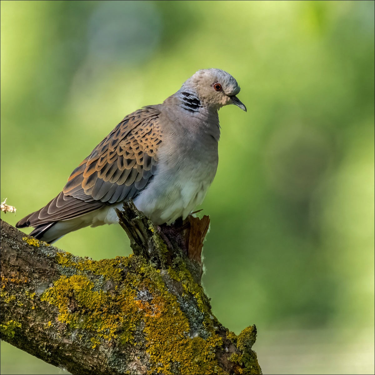 European Turtle Dove (Zomertortel)