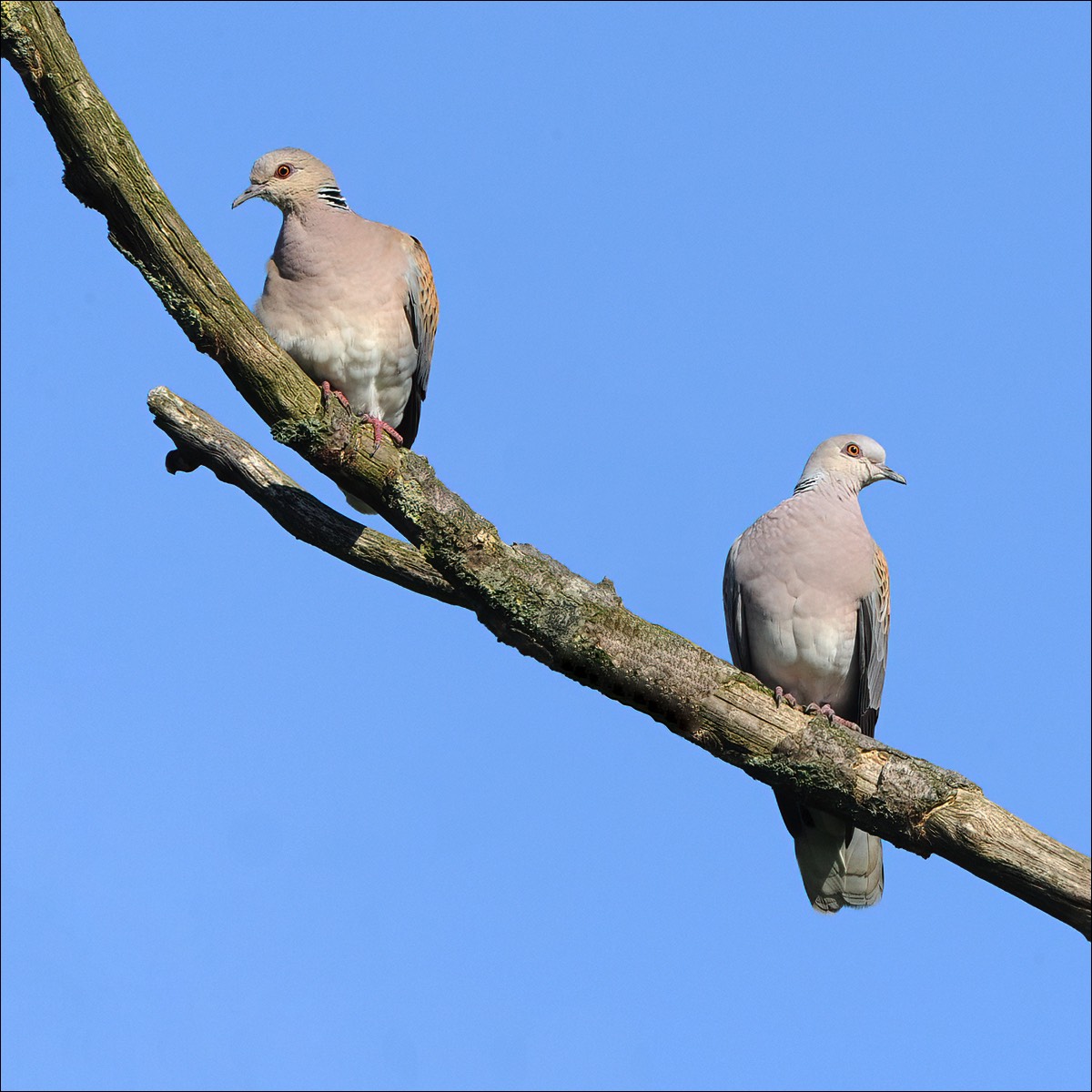 Turtle Dove (Zomertortel)