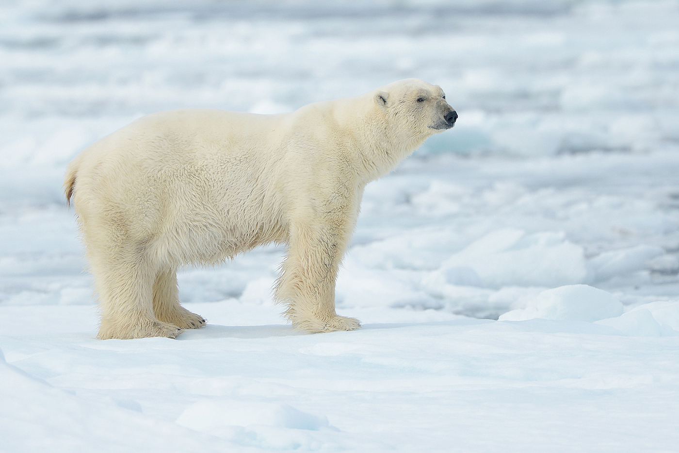 focus-on-wildlife.com