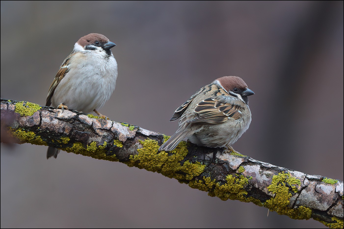 Tree Sparrow (Rietgors)