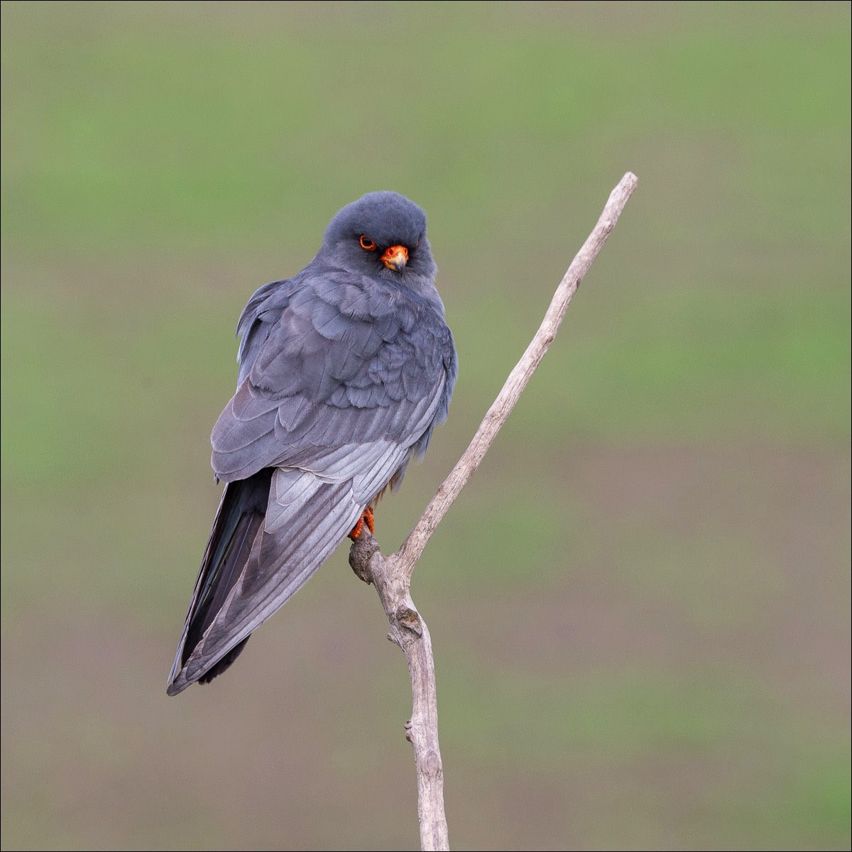 Red-footed Falcon (Roodpootvalk)