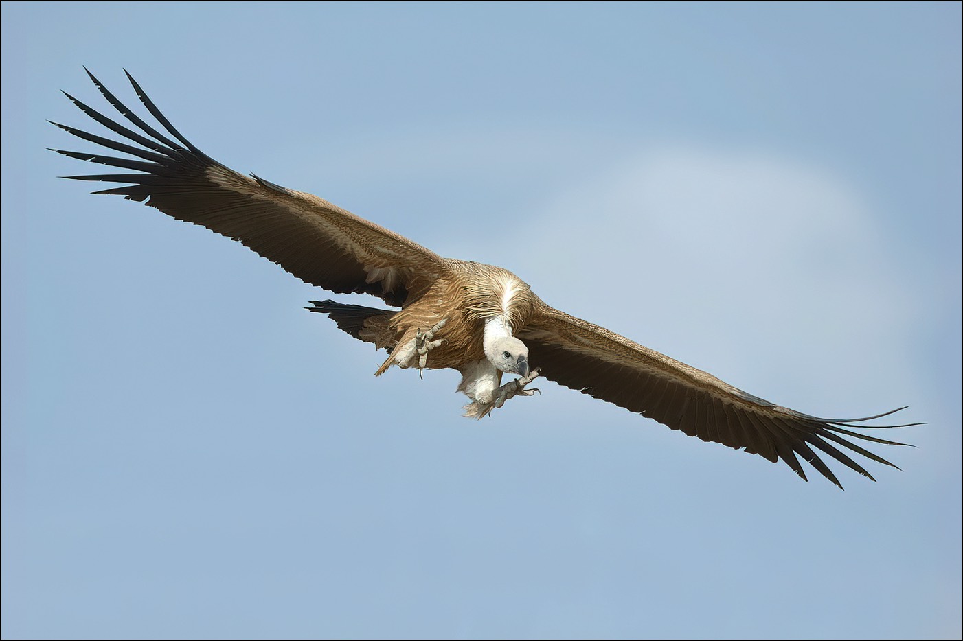 Grifon Vulture (Vale Giezr)
