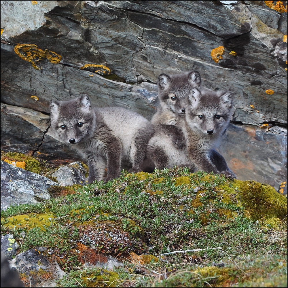 Arctic Fox (Poolvos)