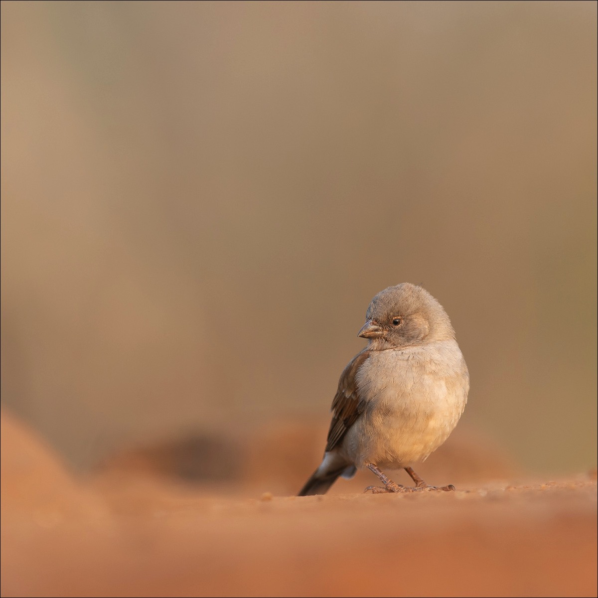 Soutern Grey-headed Sparrow (Mozambiquemus)