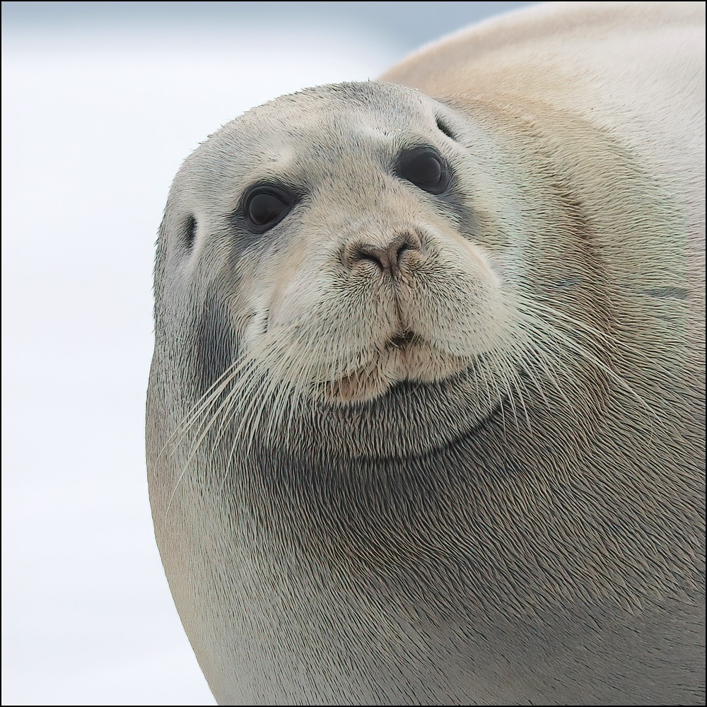 Bearded Seal (Baardrob)