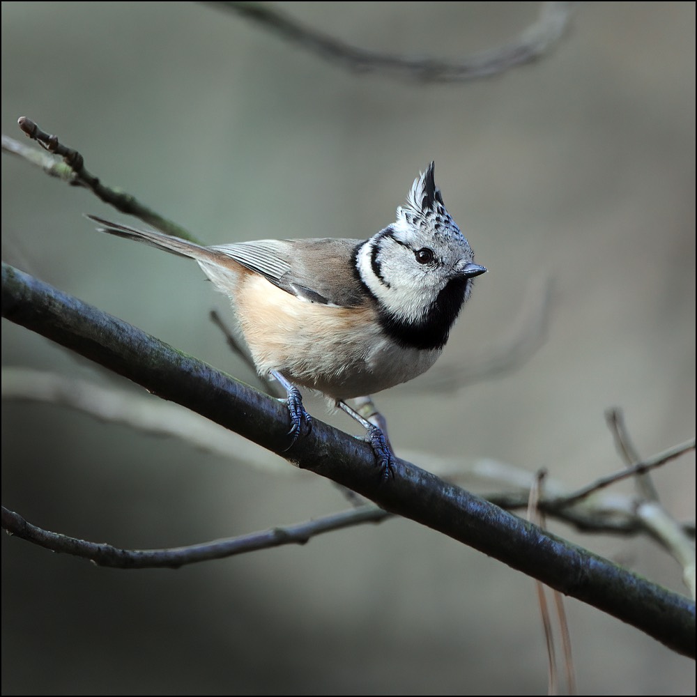 Crested Tit (Kuifmees)