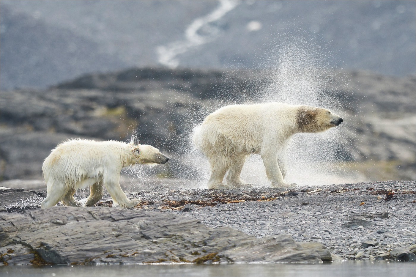Polar Bear (ijsbeer)