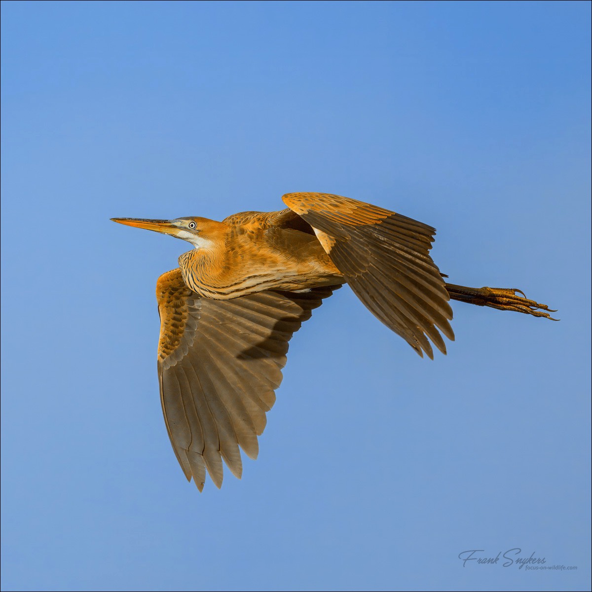 Purple Heron (Purperreiger)